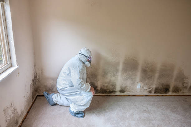 Reliable Lansing, KS Mold Remediation Solutions