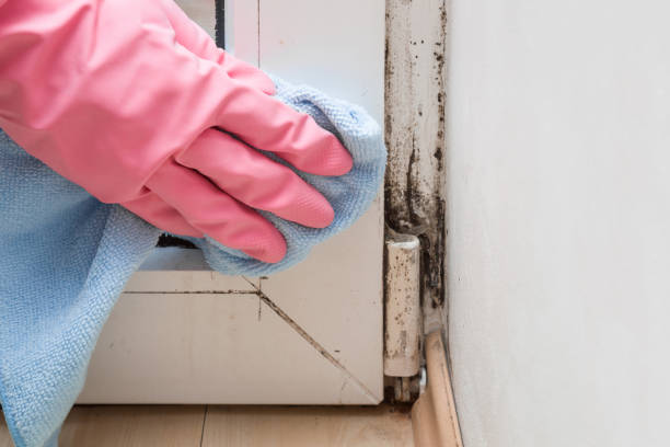Best Industrial Mold Remediation in Lansing, KS